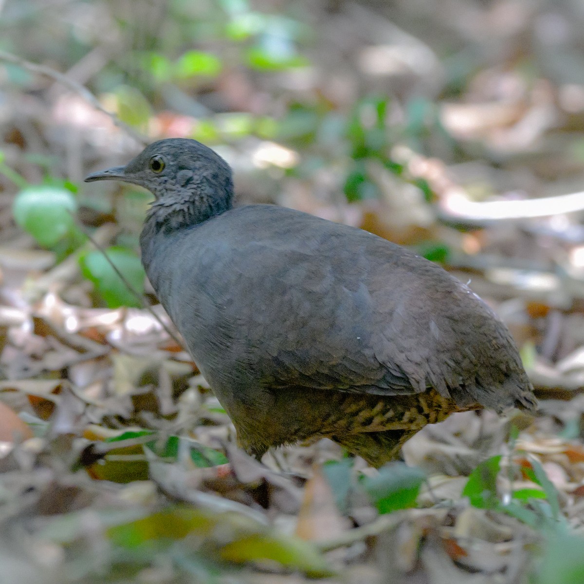 Slaty-breasted Tinamou - ML586039161