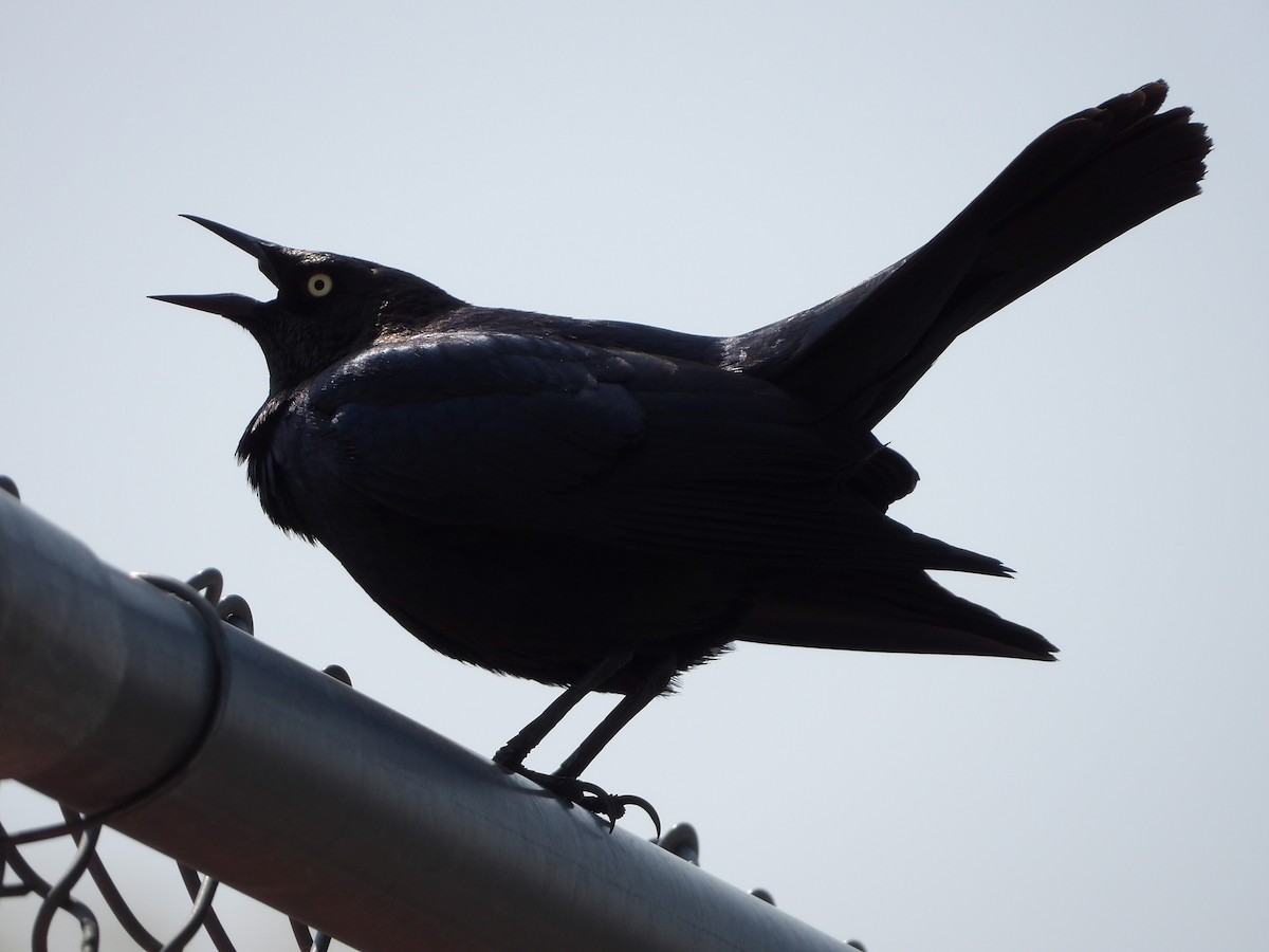 Brewer's Blackbird - ML586039591