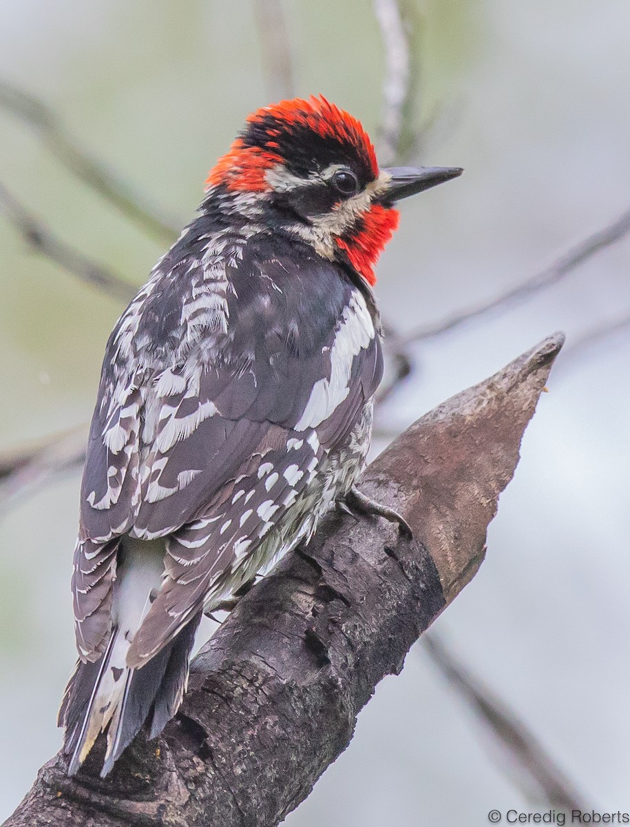 Red-naped Sapsucker - ML586041701