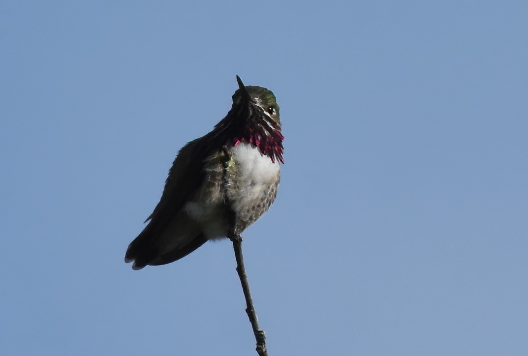 Calliope Hummingbird - ML586042641