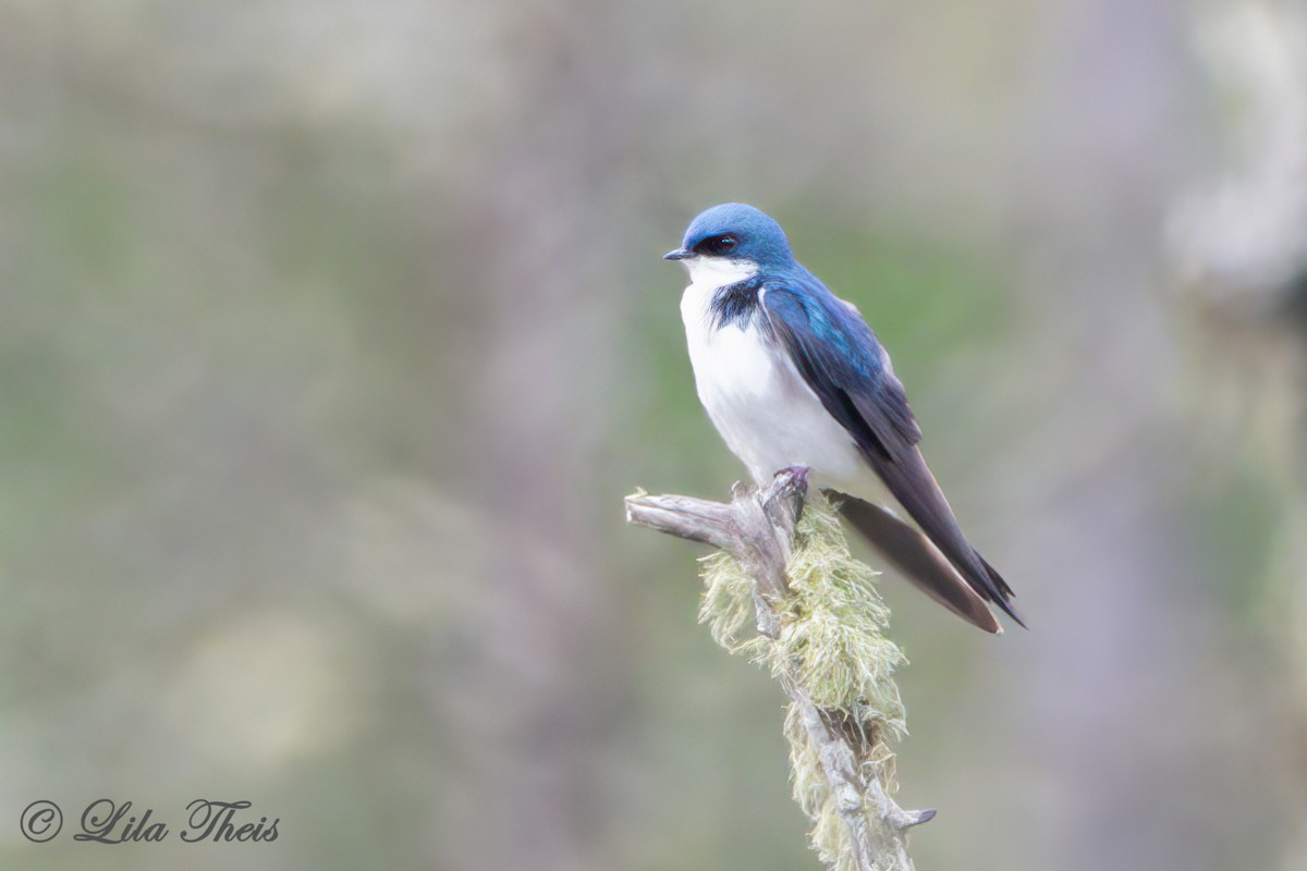 Tree Swallow - Lila Theis