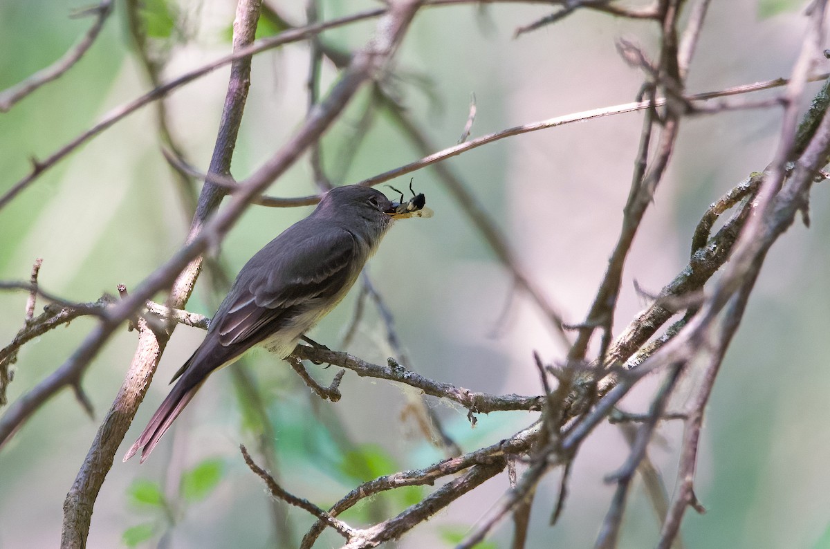 Eastern Wood-Pewee - ML586043201