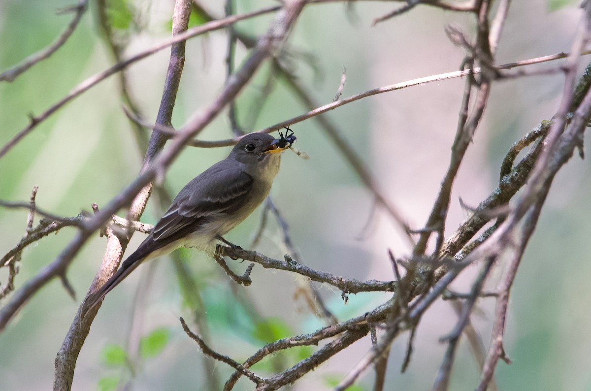 Eastern Wood-Pewee - ML586043221