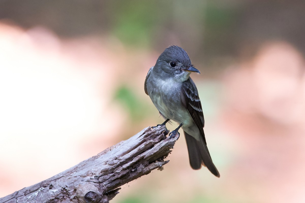 Eastern Wood-Pewee - ML586043241