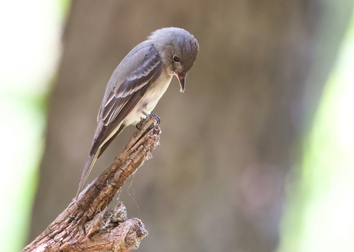 Eastern Wood-Pewee - ML586043261