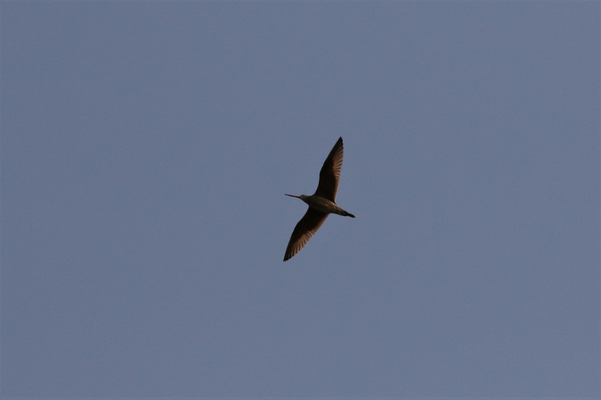 Marbled Godwit - ML586043281