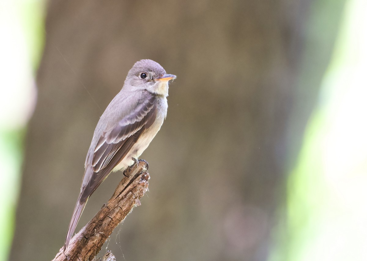 Eastern Wood-Pewee - ML586043291