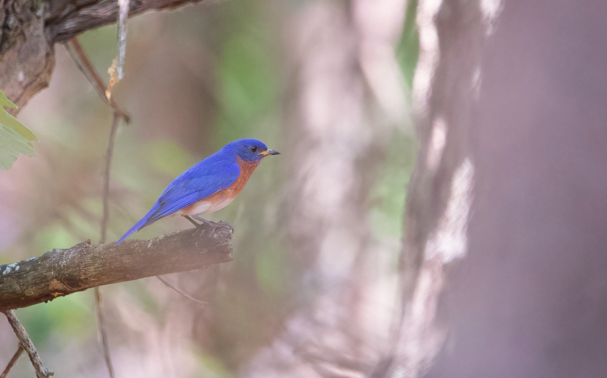 Eastern Bluebird - ML586043411