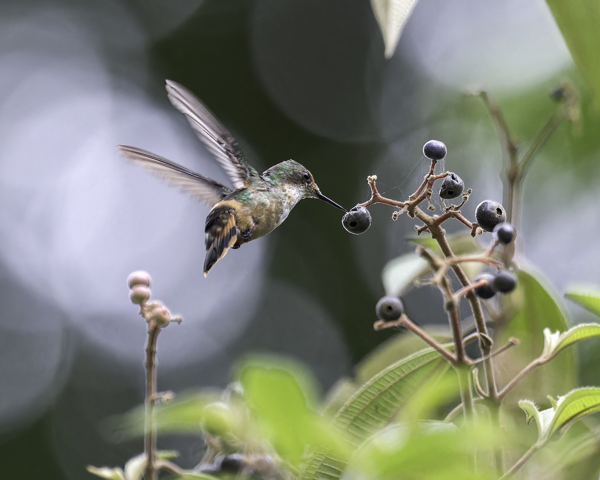 Short-crested Coquette - ML586043481