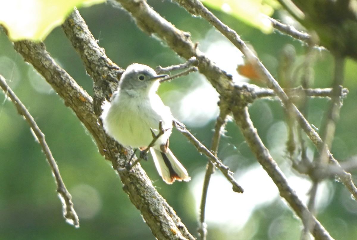 Blue-gray Gnatcatcher - Keith Roragen