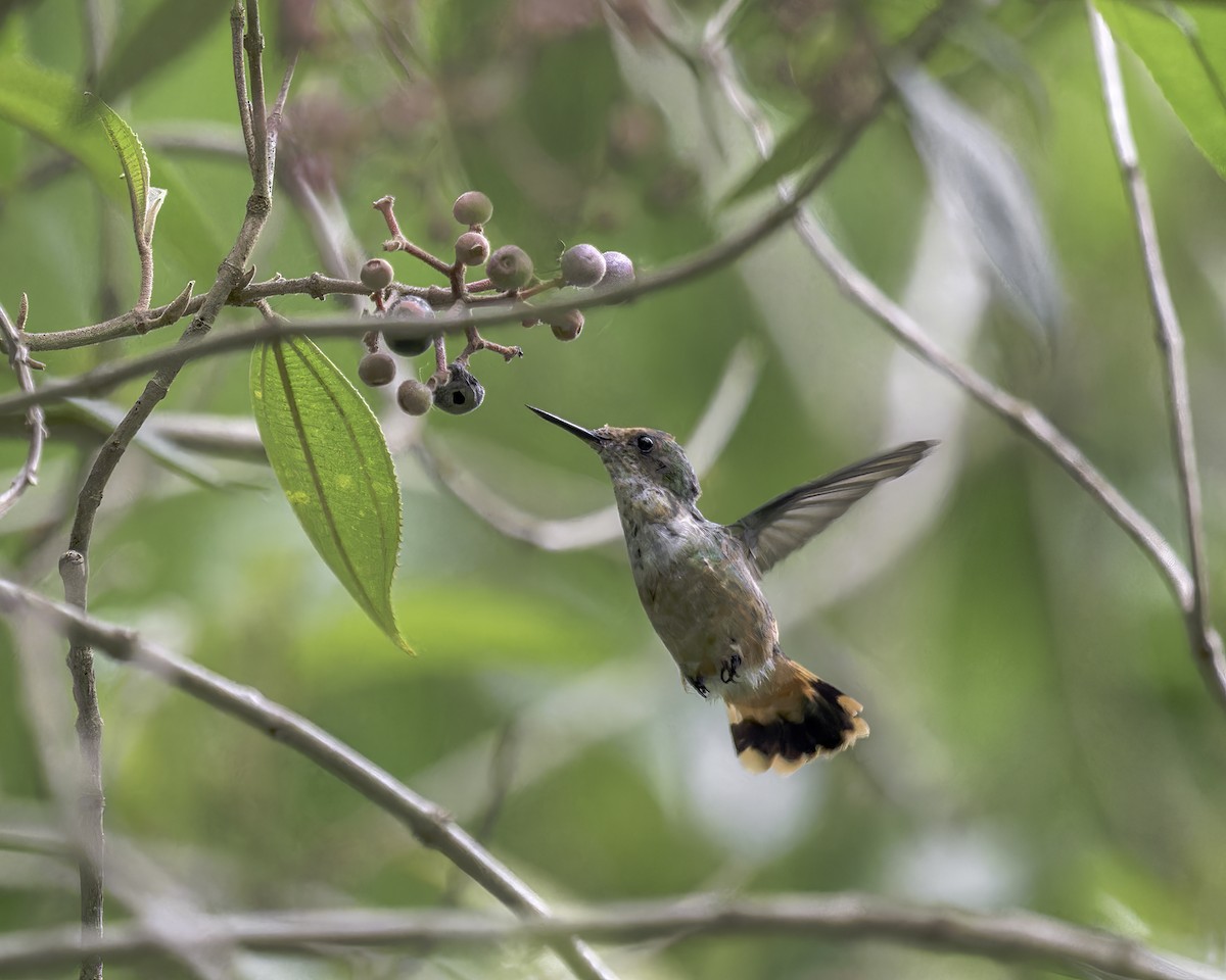 Short-crested Coquette - ML586044901