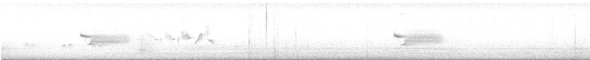 Тауї плямистий - ML586044931