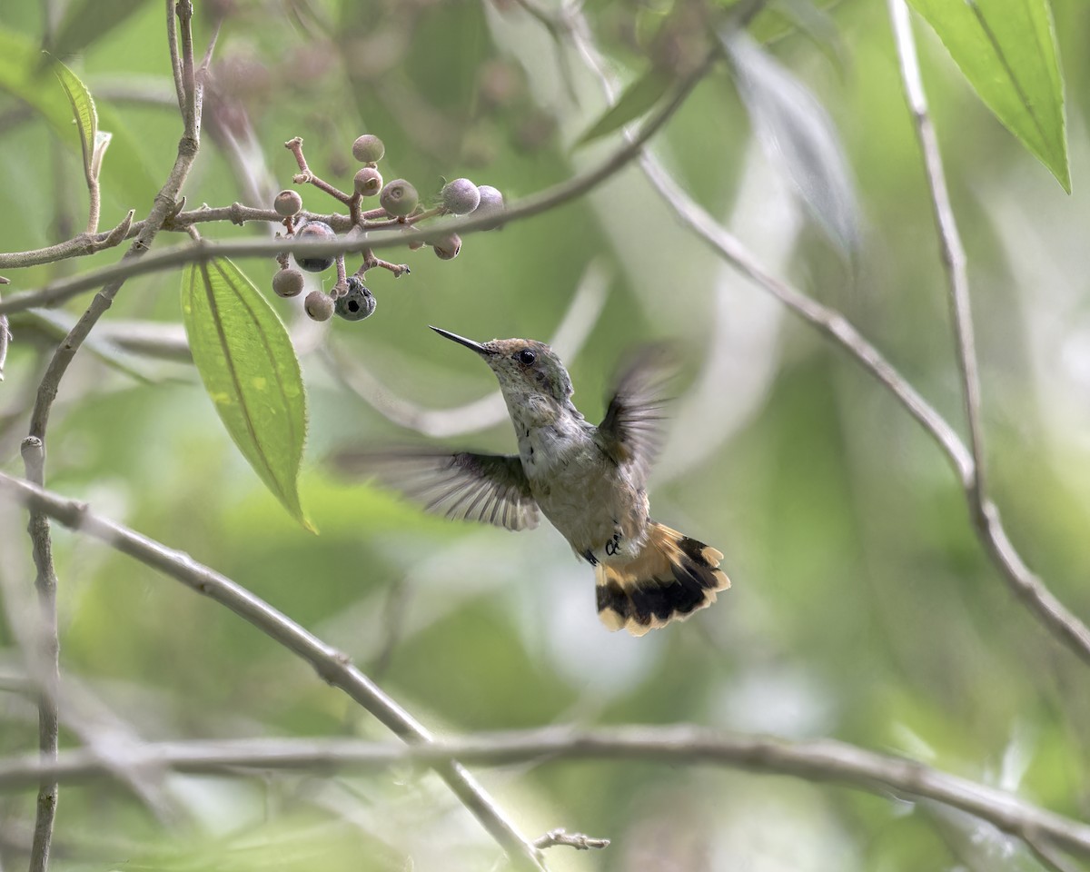 Short-crested Coquette - ML586044941