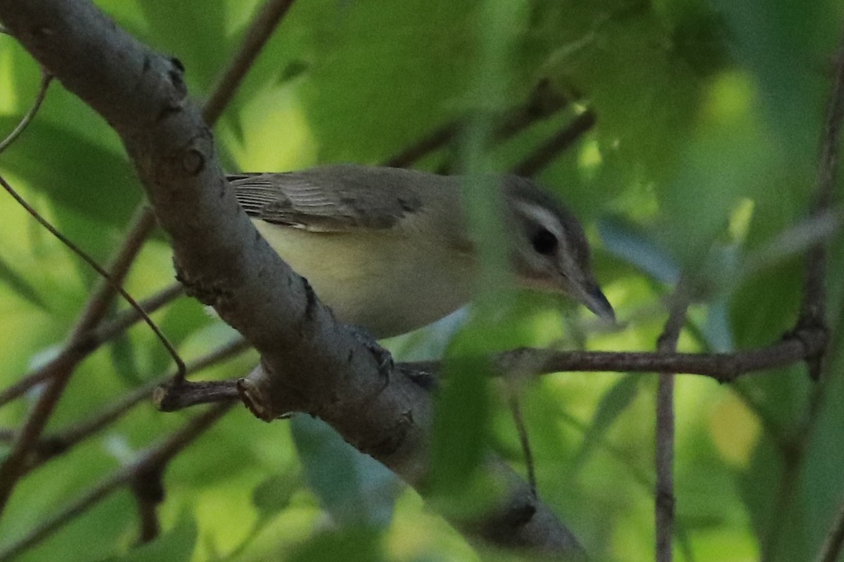 Warbling Vireo - Elizabeth Curley