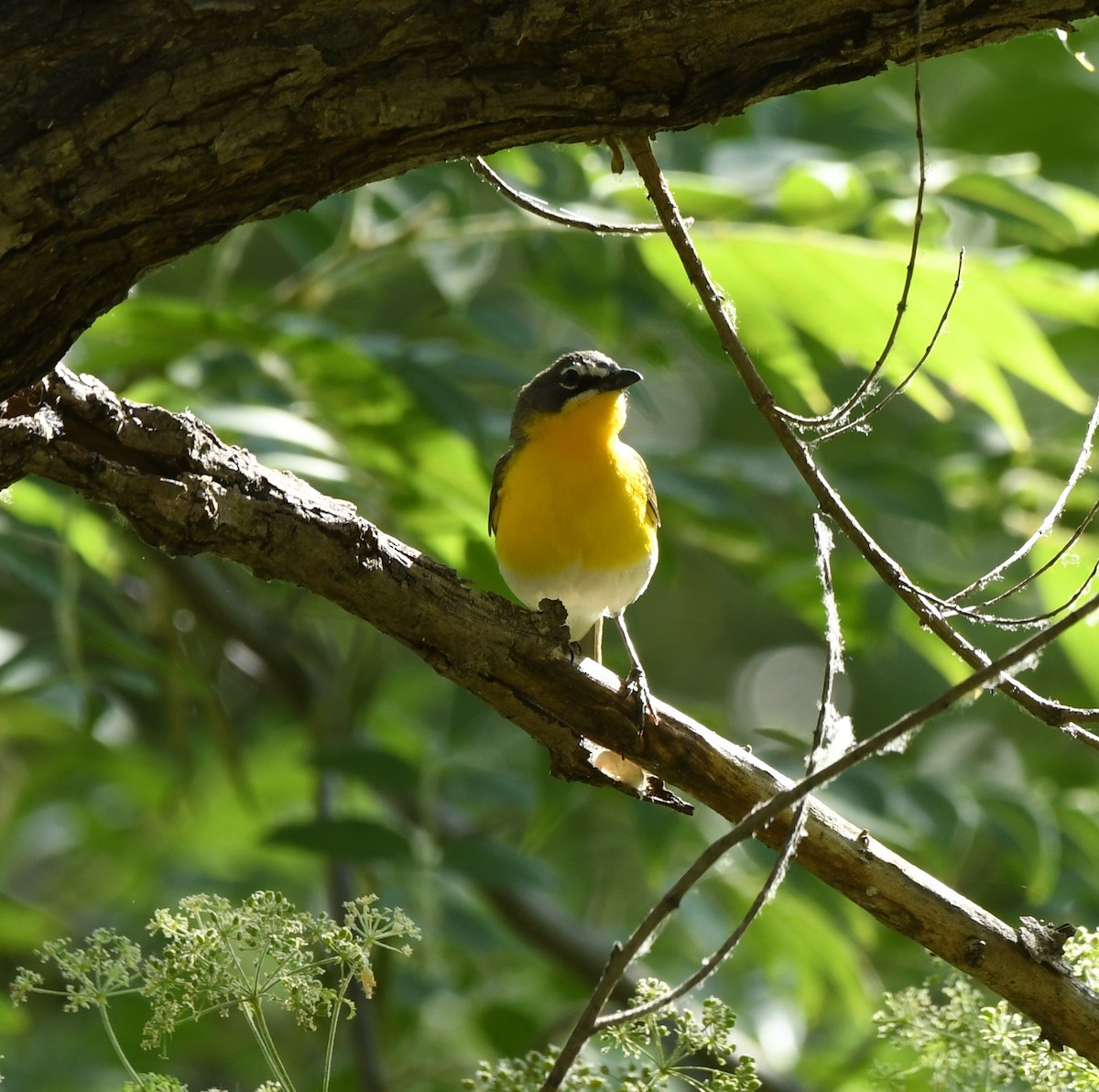 Yellow-breasted Chat - ML586046181