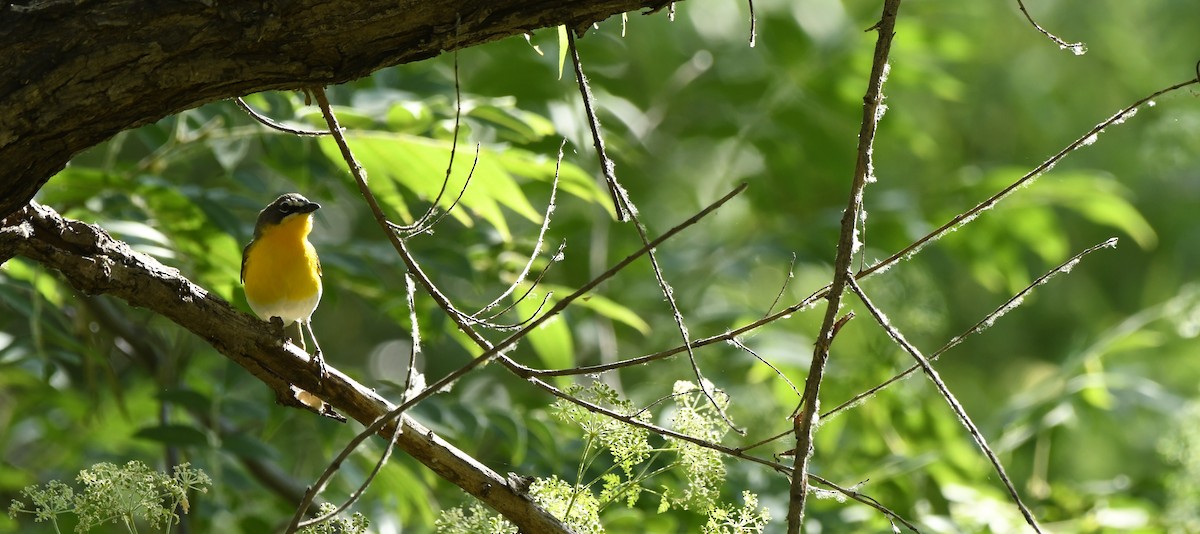 Yellow-breasted Chat - ML586046191