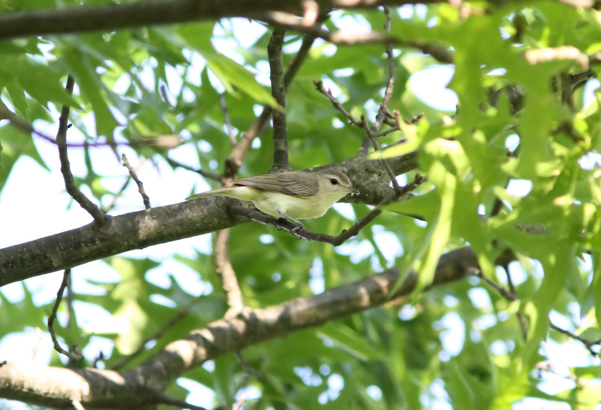 Sängervireo - ML58604621