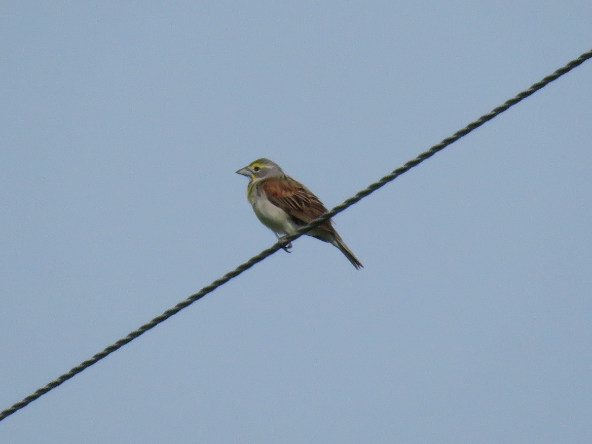 Dickcissel - Jeff Mander