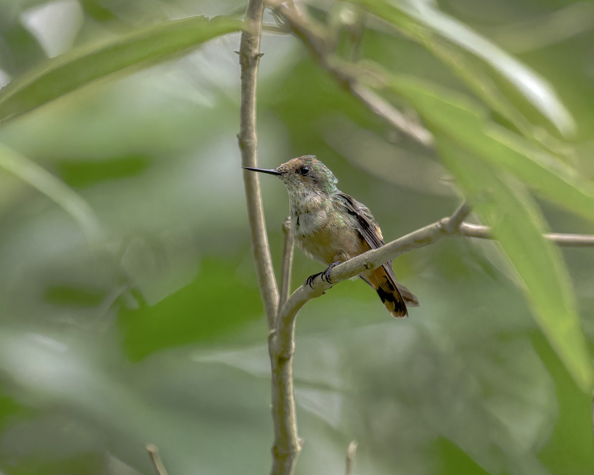 Short-crested Coquette - ML586046801