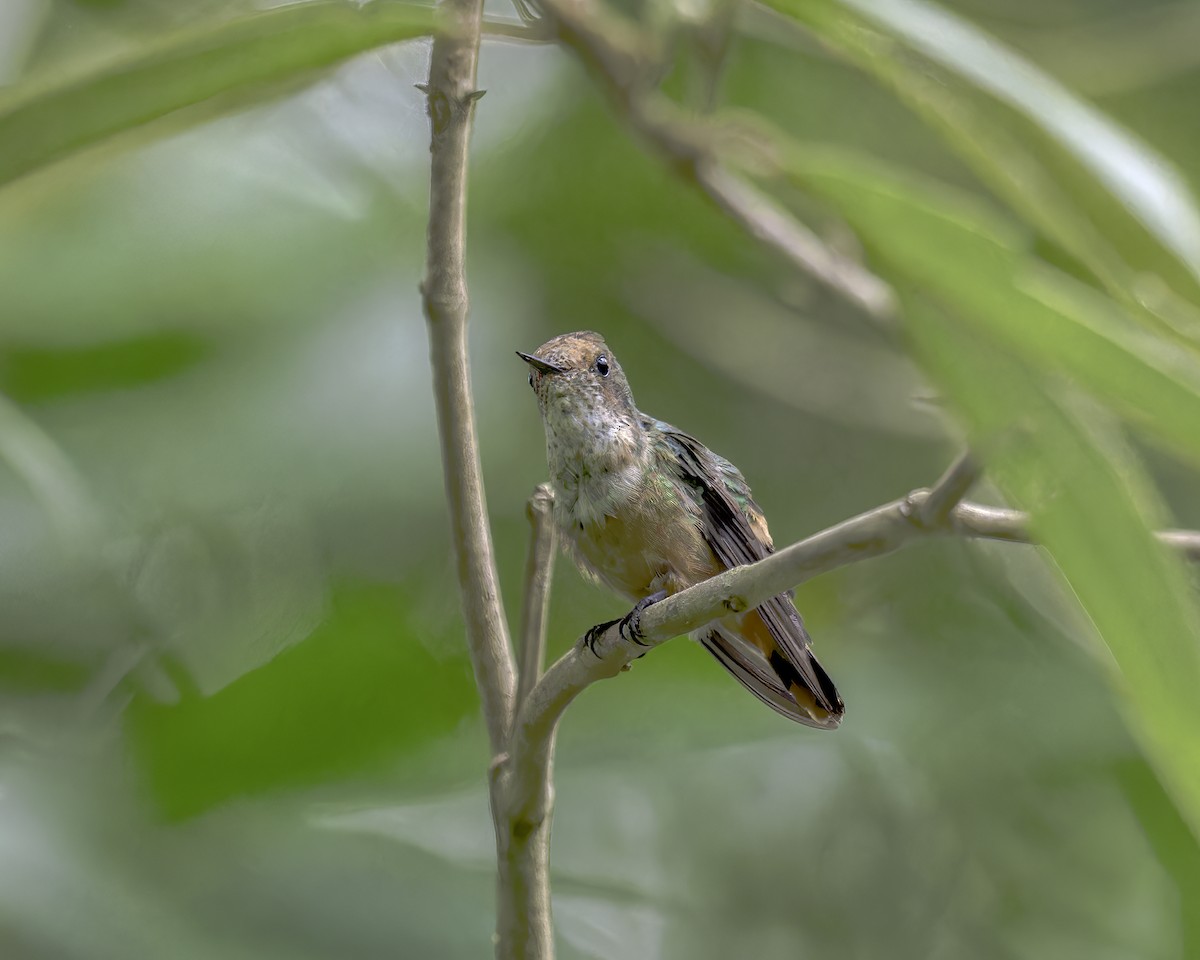 Short-crested Coquette - ML586046811