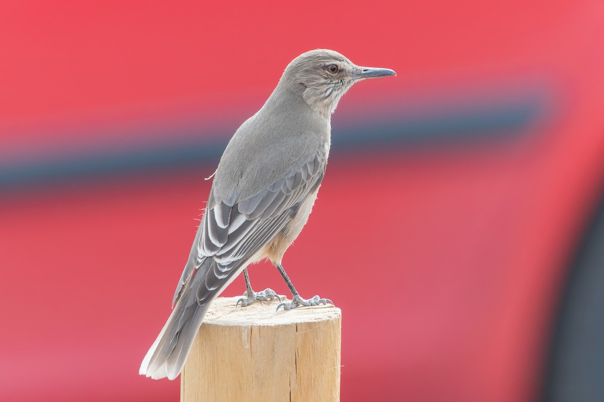 Black-billed Shrike-Tyrant - ML586047671