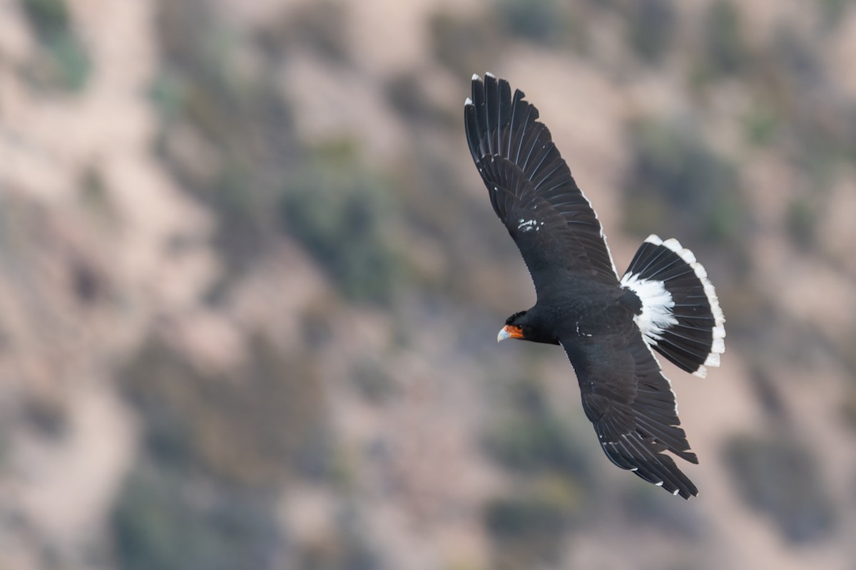 Mountain Caracara - Jorge Ugalde