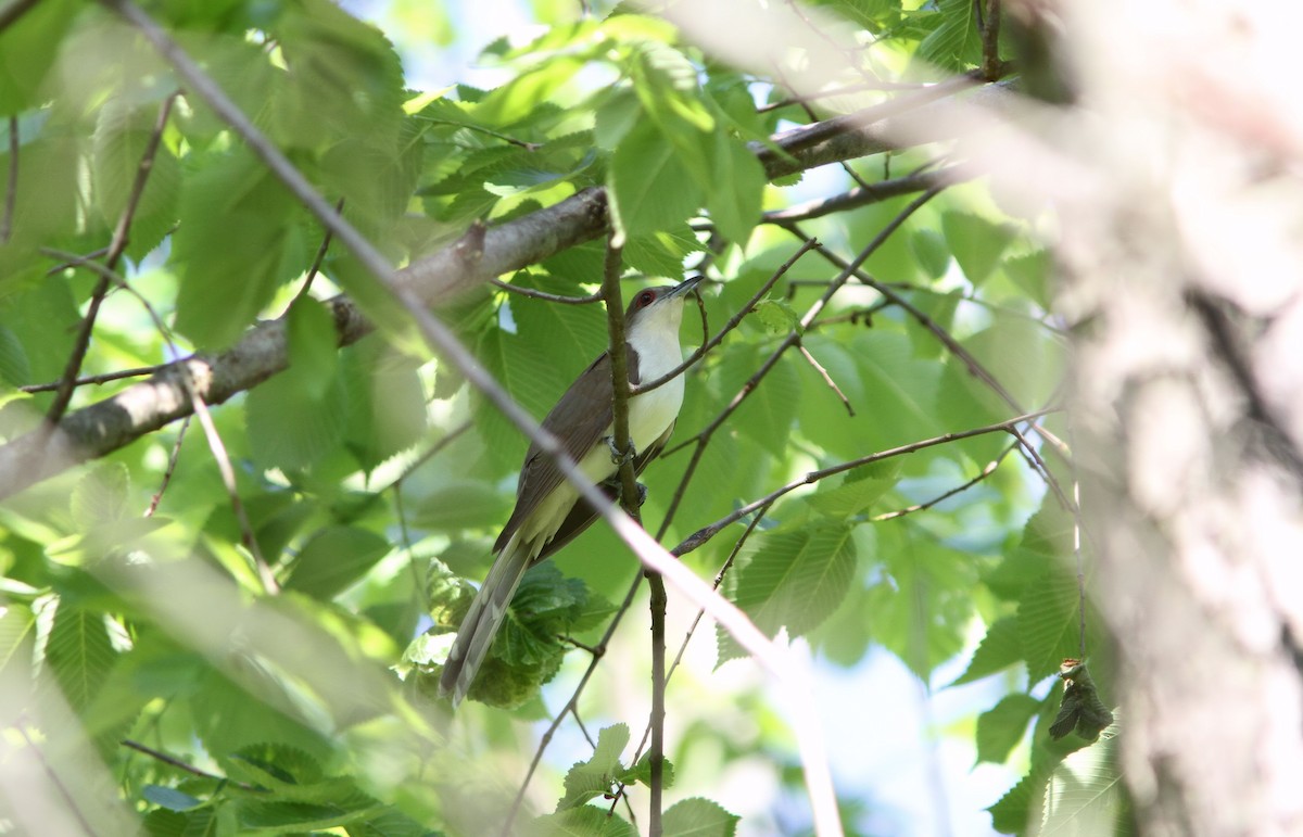 Black-billed Cuckoo - ML58604951