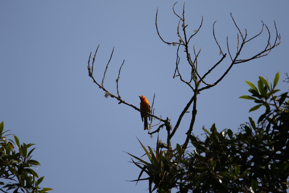 Flame-colored Tanager - ML586049911
