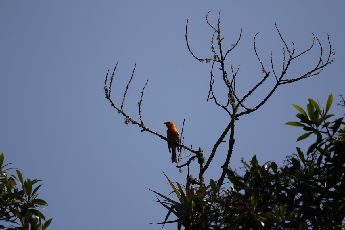 Flame-colored Tanager - ML586049921