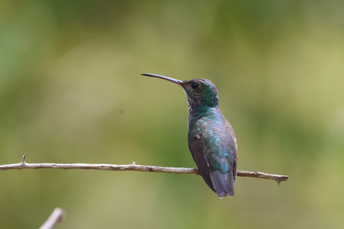 Sapphire-bellied Hummingbird - Jorge Alcalá