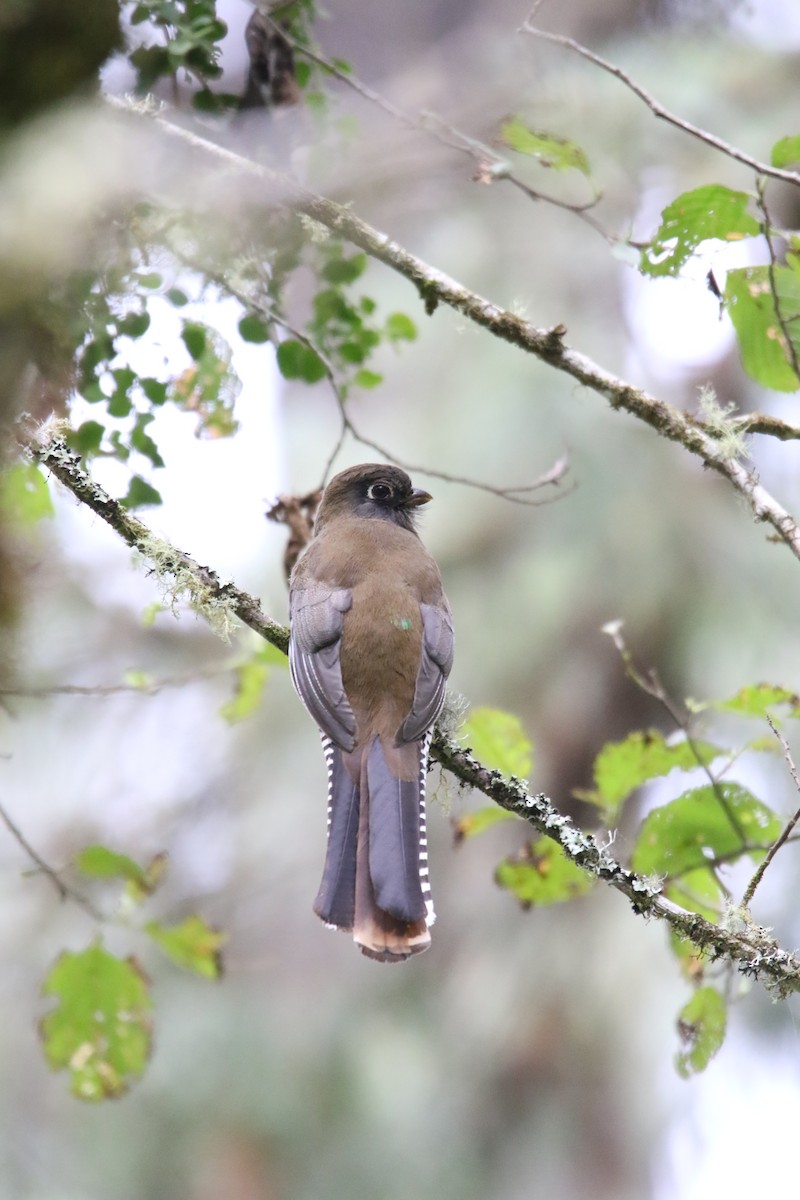 Mountain Trogon - ML586050801