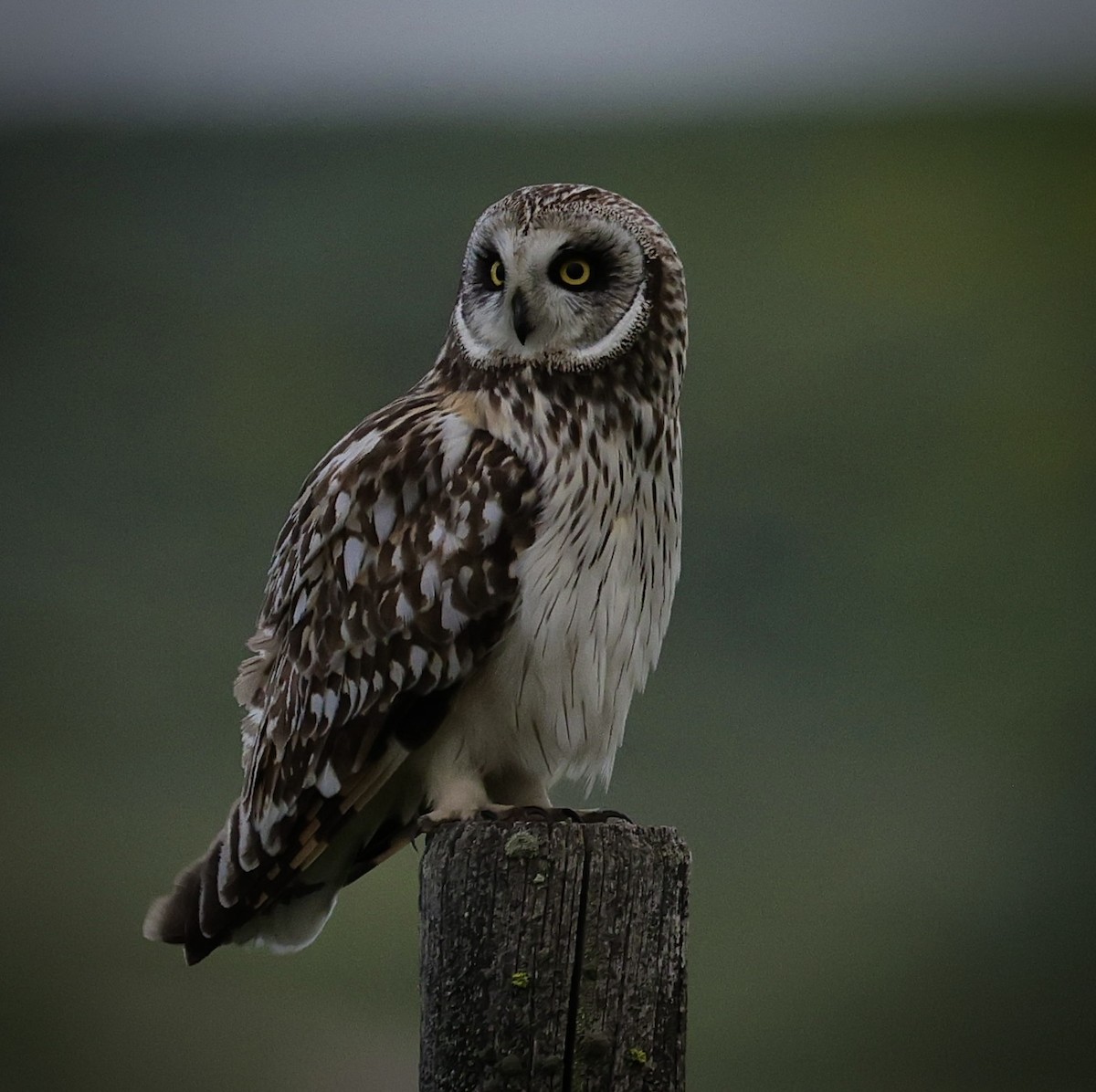 Short-eared Owl - ML586051131