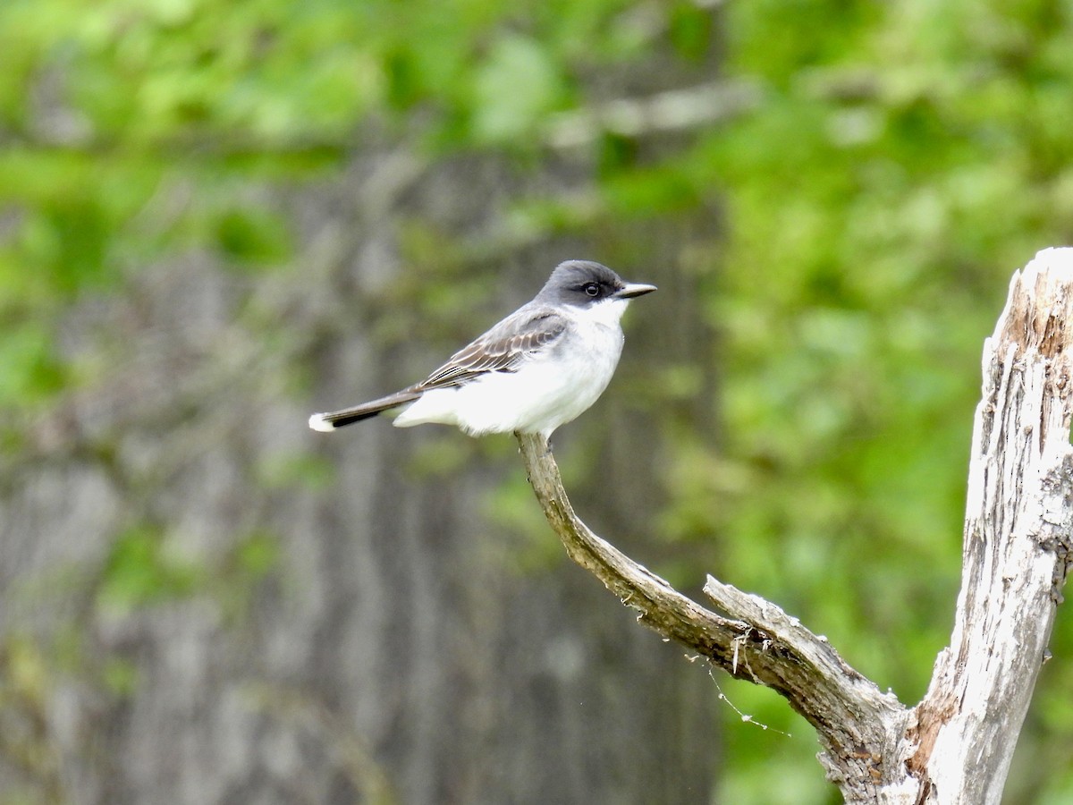 Eastern Kingbird - ML586051151