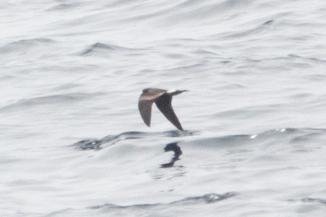 Leach's Storm-Petrel - ML586051861