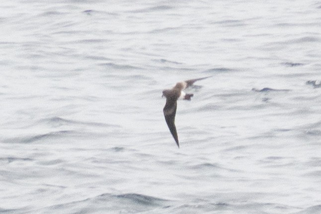 Leach's Storm-Petrel - ML586051871