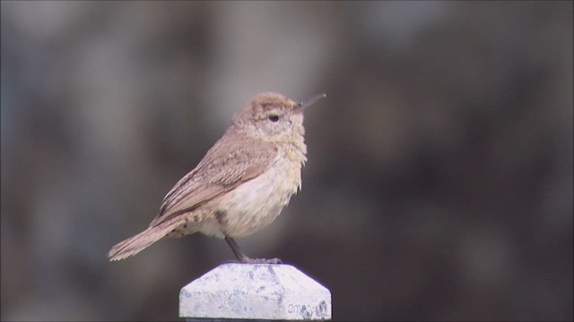 Rock Wren - ML586052231