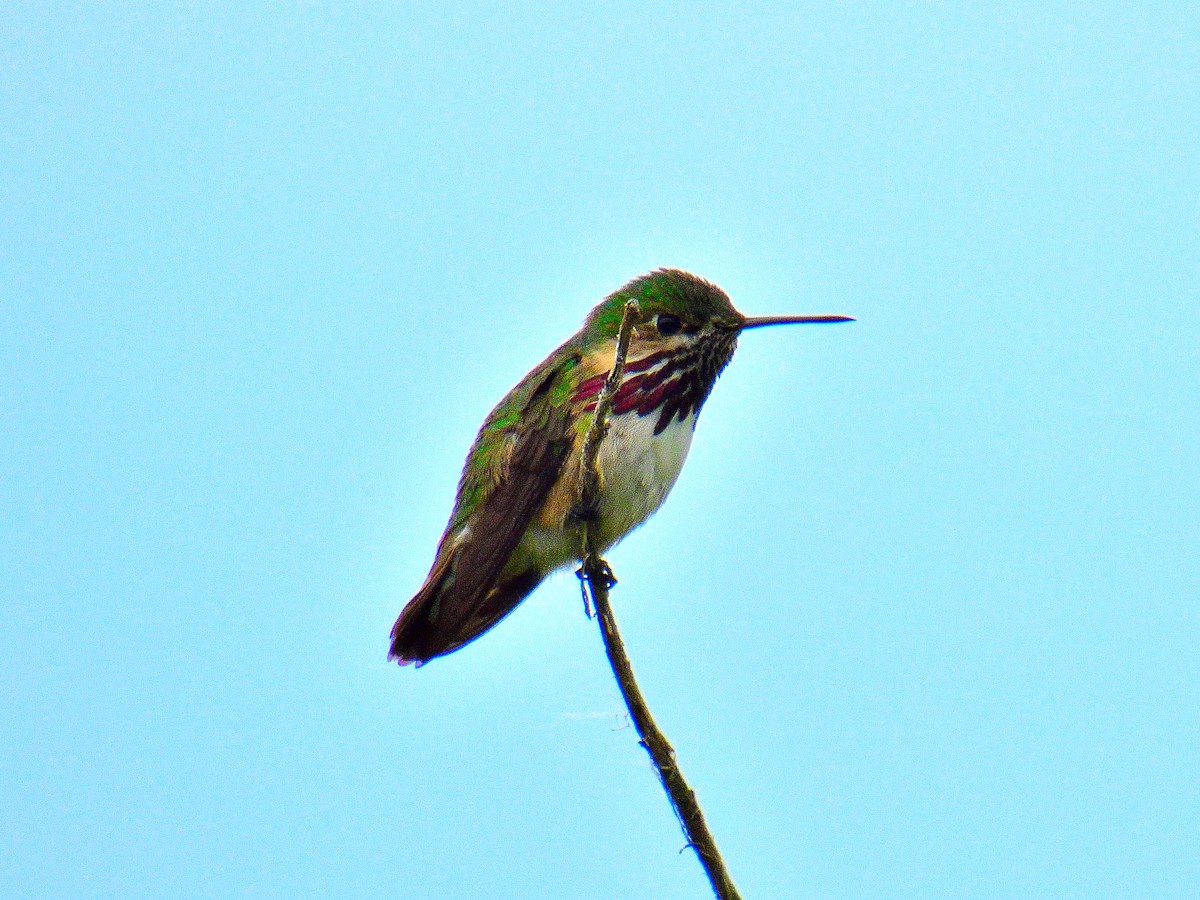 Calliope Hummingbird - ML586052701