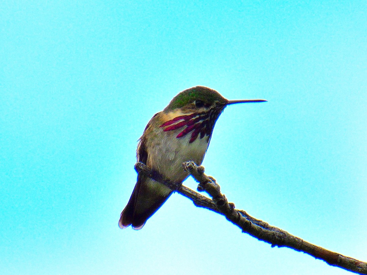 Calliope Hummingbird - ML586052781