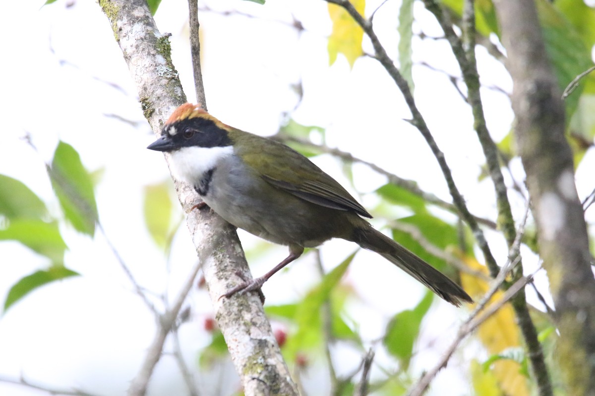 Chestnut-capped Brushfinch - L. Ernesto Perez Montes (The Mexican Violetear 🦉)