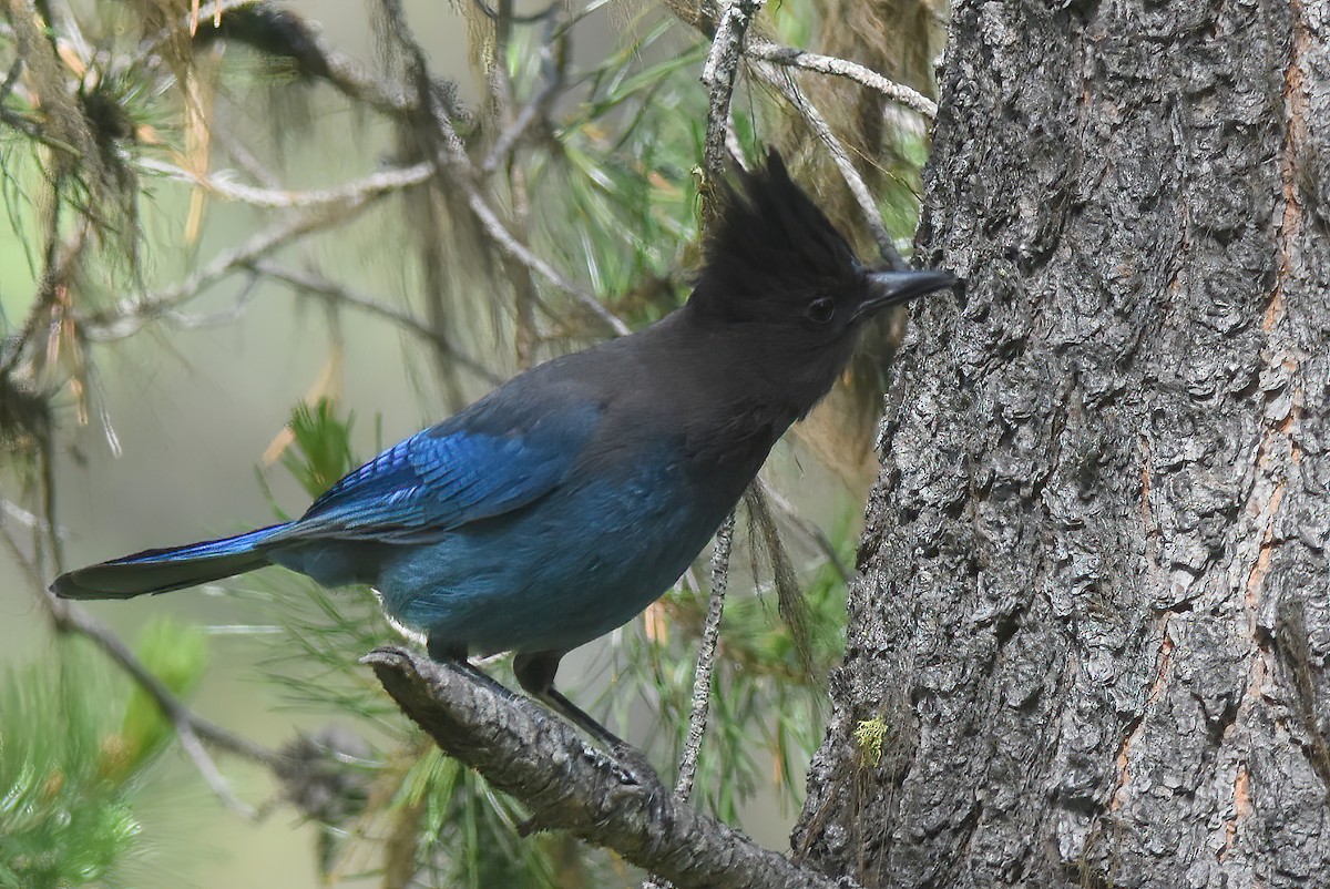 Steller's Jay - ML586053771