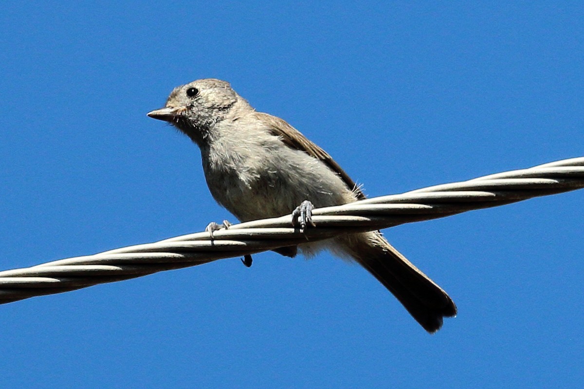 Oak Titmouse - ML586054491