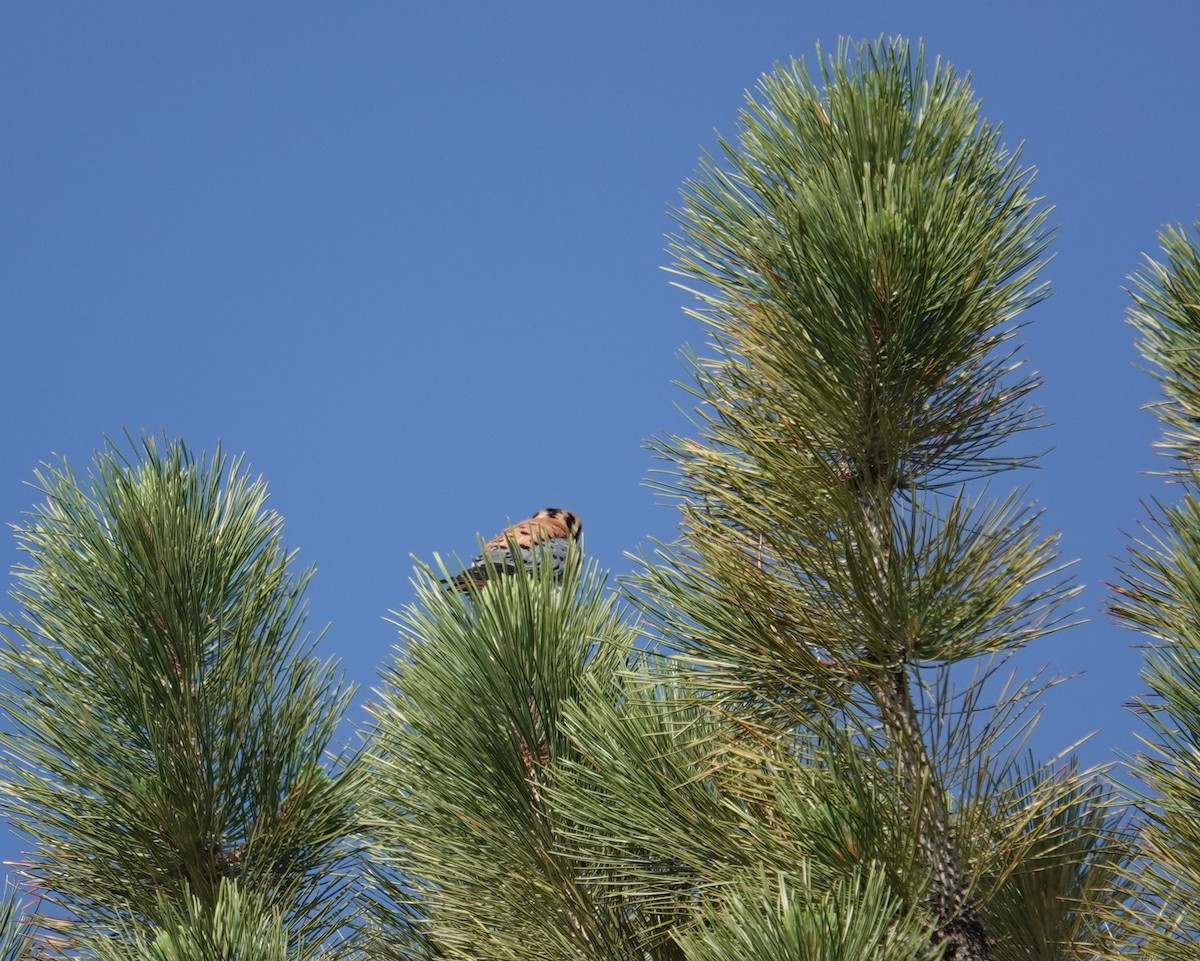 eBird Checklist - 17 Jun 2023 - White Ranch Park--Lower Trails - 40 species