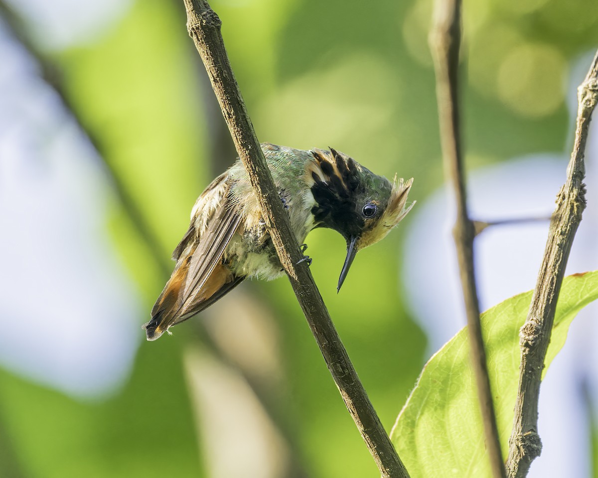 Short-crested Coquette - ML586054601