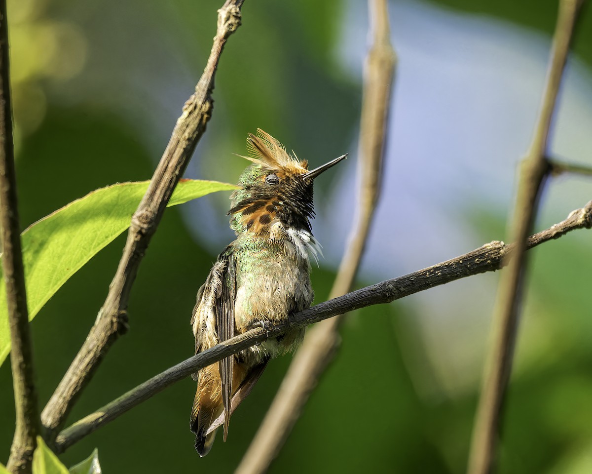 Short-crested Coquette - ML586054611