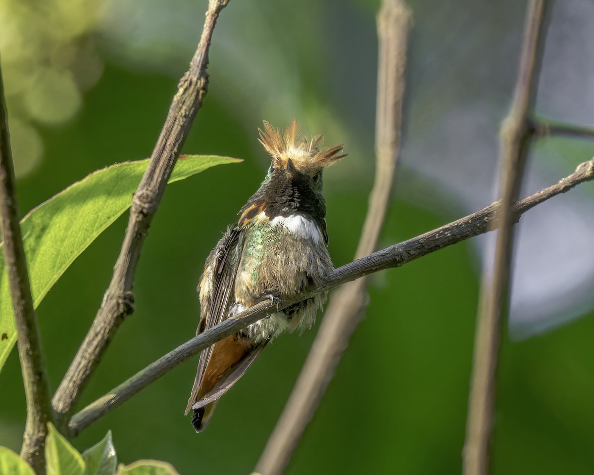 Coqueta de Guerrero - ML586054621