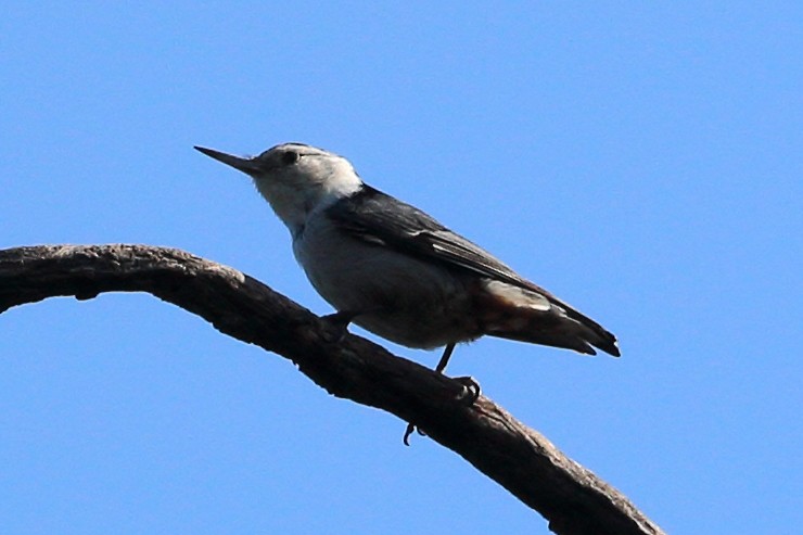 White-breasted Nuthatch - ML586054641