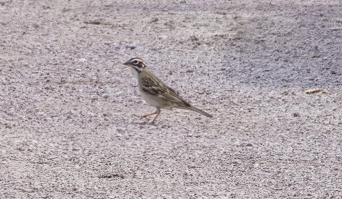 Lark Sparrow - ML586055381
