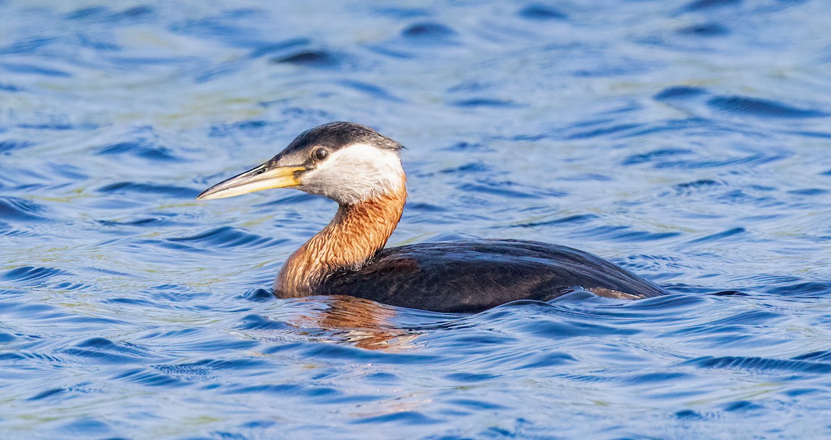 Red-necked Grebe - Iris Kilpatrick