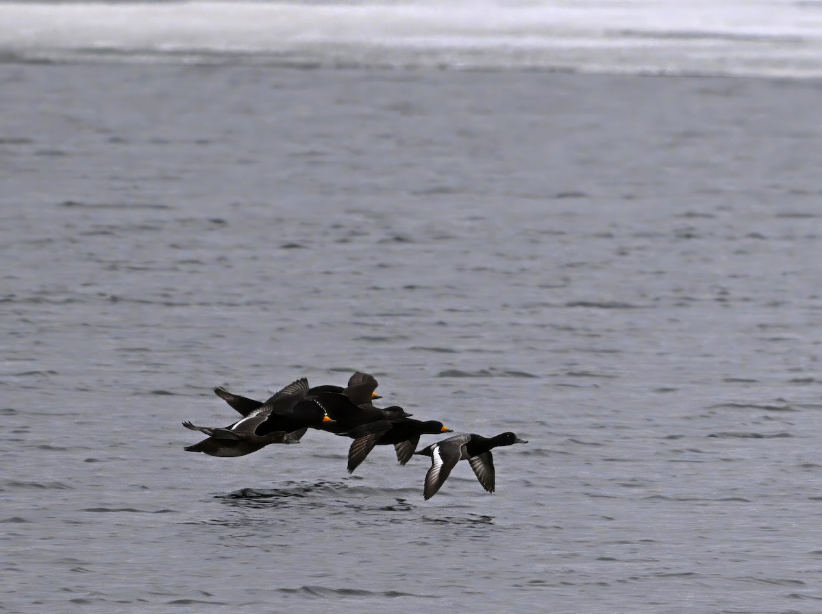 Black Scoter - ML586058711