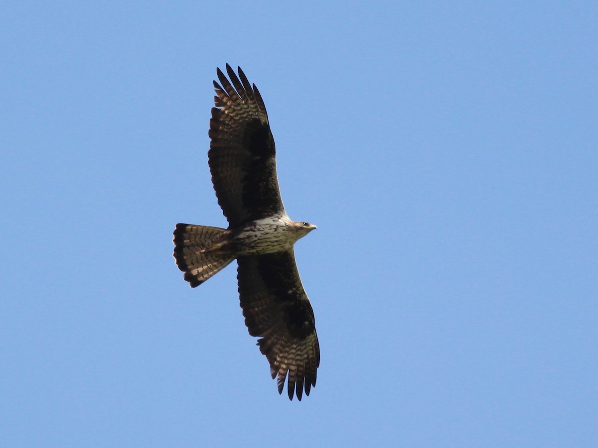 Bonelli's Eagle - ML58605911